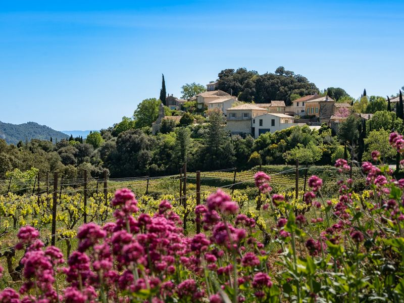 A vineyard with lush green vines and vibrant purple flowers in front of a charming house in Provence, Marseille, France.